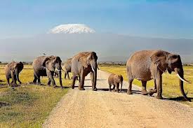 Amboseli Elephants