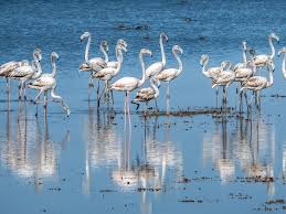 Amboseli Birdlife
