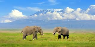 Kilimanjaro View