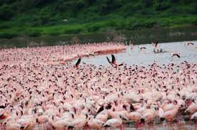 Flamingos at Lake Bogoria
