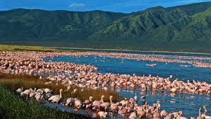 Lake Elementaita Flamingos