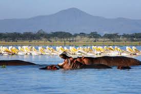Lake Naivasha Wildlife