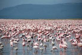 Lake Nakuru Flamingos