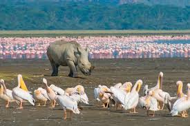 Lake Nakuru Wildlife