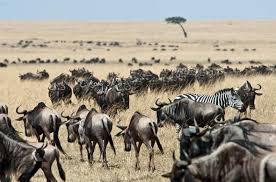 Migration