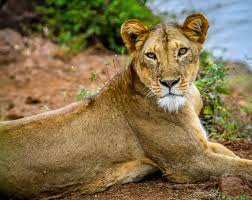 Elsa the Lioness — Born Free