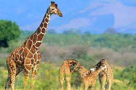 Meru National Park Wildlife