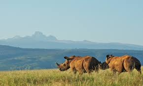 Mount Kenya Wildlife