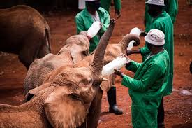 Nairobi Conservation