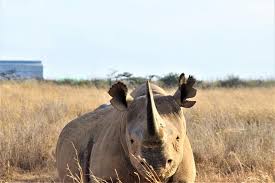 Nairobi National Park Wildlife