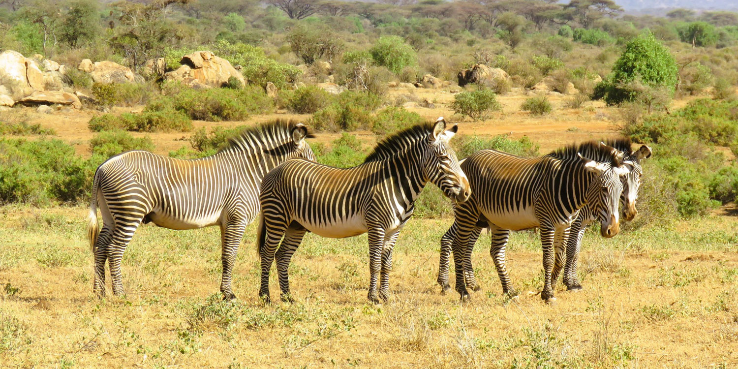 Samburu Wildlife