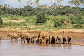 Samburu Elephants at River
