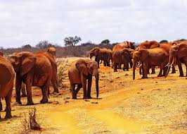 Tsavo East Red Elephants
