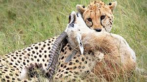 Tsavo Wildlife