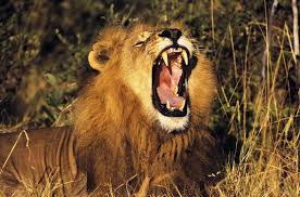 Tsavo West Wildlife