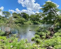 Mzima Springs